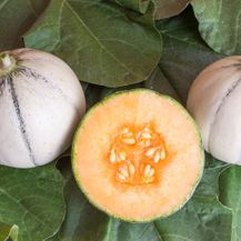 Melon Cantaloupe Murrmel